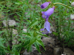 Penstemon campanulatus