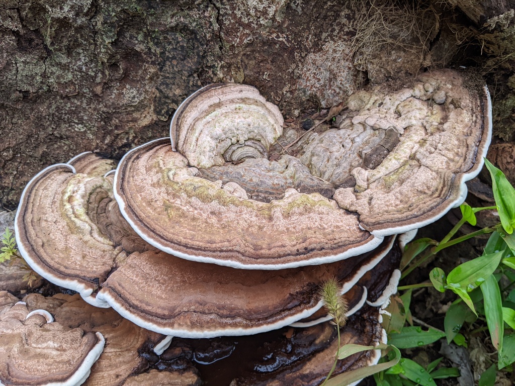 Ganoderma applanatum · August 2022 · photo: © timur_kalininsky (iNaturalist, cc-by)