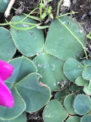 Oxalis purpurea