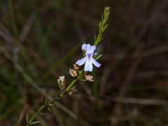 Westringia tenuicaulis