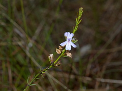 Westringia tenuicaulis
