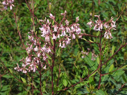 Poacynum venetum (L.) Mavrodiev, Laktionov & Yu.E.Alexeev