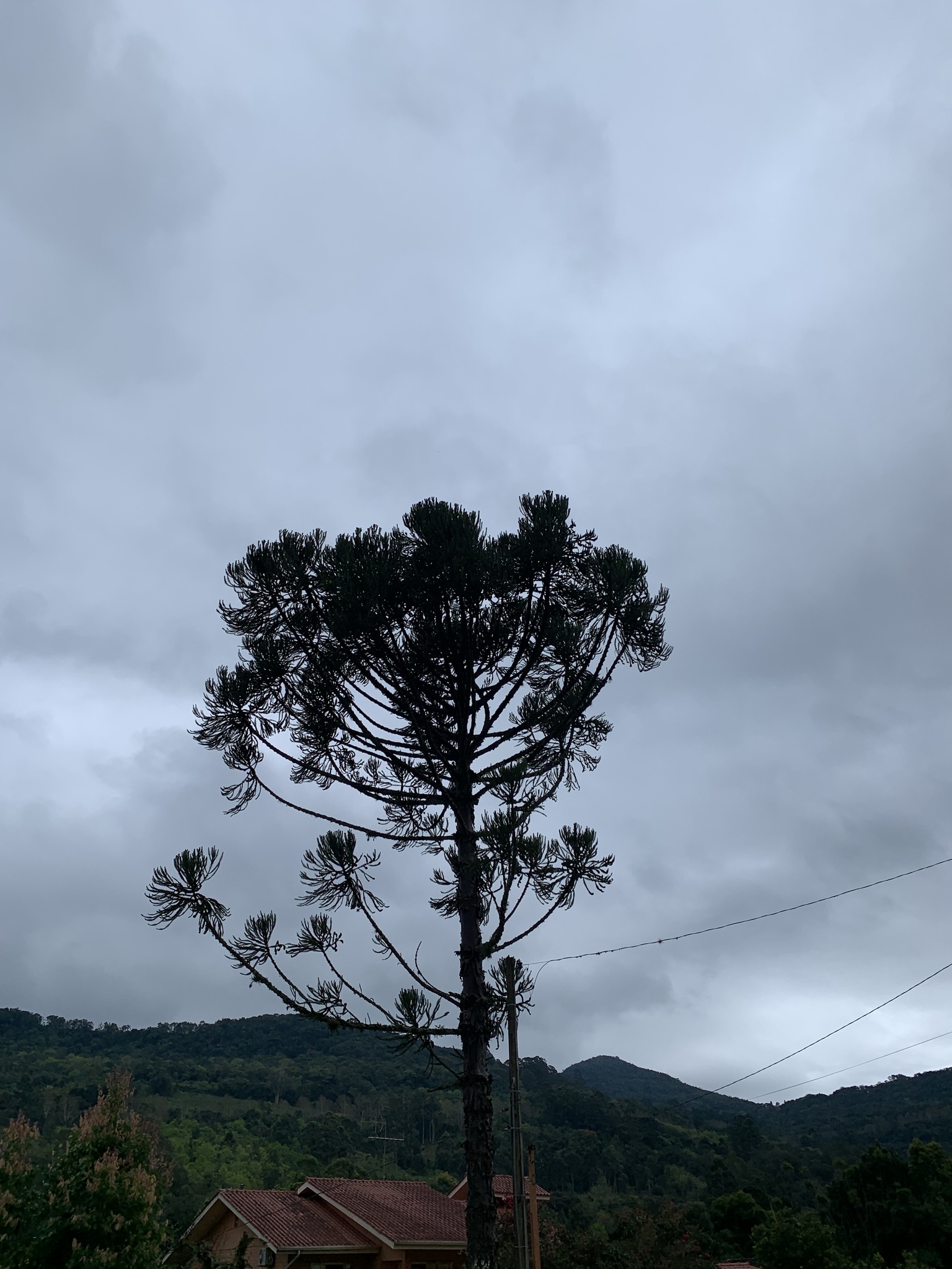 Araucaria angustifolia
