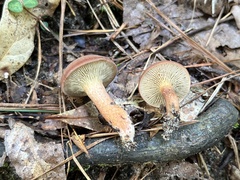 Phylloporopsis boletinoides