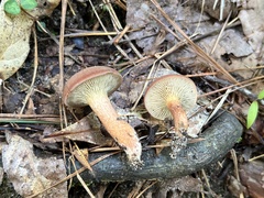 Phylloporopsis boletinoides