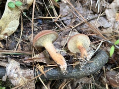 Phylloporopsis boletinoides