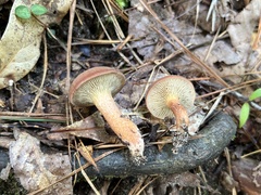 Phylloporopsis boletinoides