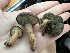 Phylloporopsis boletinoides