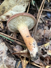 Phylloporopsis boletinoides