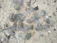 Adesmia trifoliolata