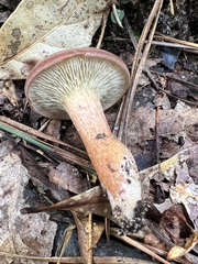 Phylloporopsis boletinoides