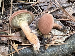 Phylloporopsis boletinoides