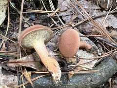 Phylloporopsis boletinoides