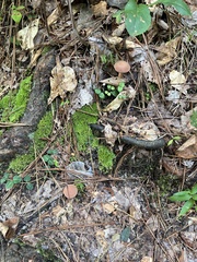 Phylloporopsis boletinoides