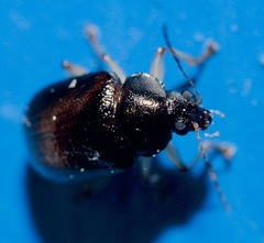 Rhabdopterus deceptor