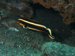 Plectorhinchus polytaenia