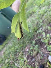 Orgyia leucostigma intermedia
