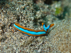 Thuridilla lineolata