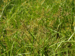 Cyperus amuricus