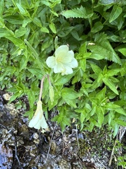 Epilobium luteum