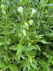 Epilobium luteum