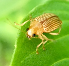 Colaspis hesperia