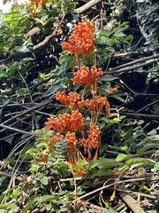 Pyrostegia