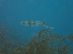 Sepioteuthis lessoniana