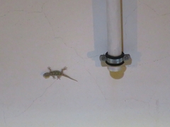 Tarentola mauritanica