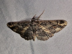 Stenoporpia glaucomarginaria
