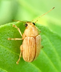 Colaspis hesperia