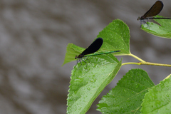 Atrocalopteryx atrata