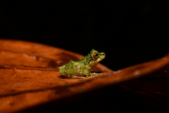 Pristimantis crucifer
