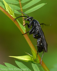 Paracyphononyx funereus