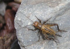 Allonemobius tinnulus