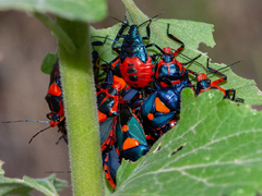 Euthyrhynchus floridanus