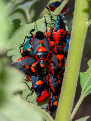 Euthyrhynchus floridanus