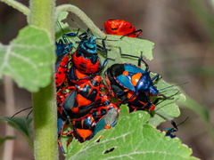 Euthyrhynchus floridanus