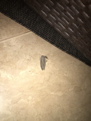 Gloveria arizonensis