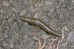 Whitmania edentula