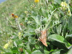 Oxytropis maydelliana