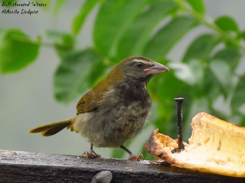 Buff-throated Saltator