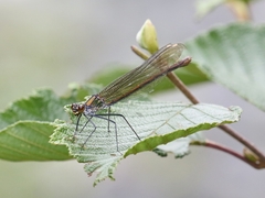 Calopteryx amata