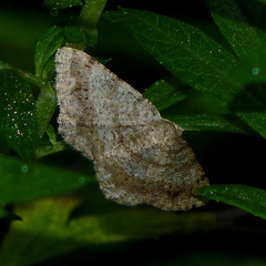Digrammia ocellinata