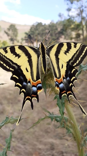 Papilio pilumnus image