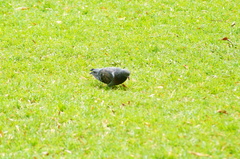 Columba livia