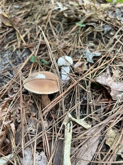 Phylloporopsis boletinoides