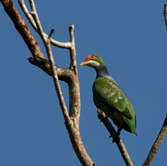 Ptilinopus aurantiifrons