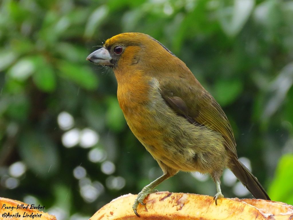 Prong-billed Barbet photo