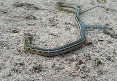 Erythrolamprus melanotus
